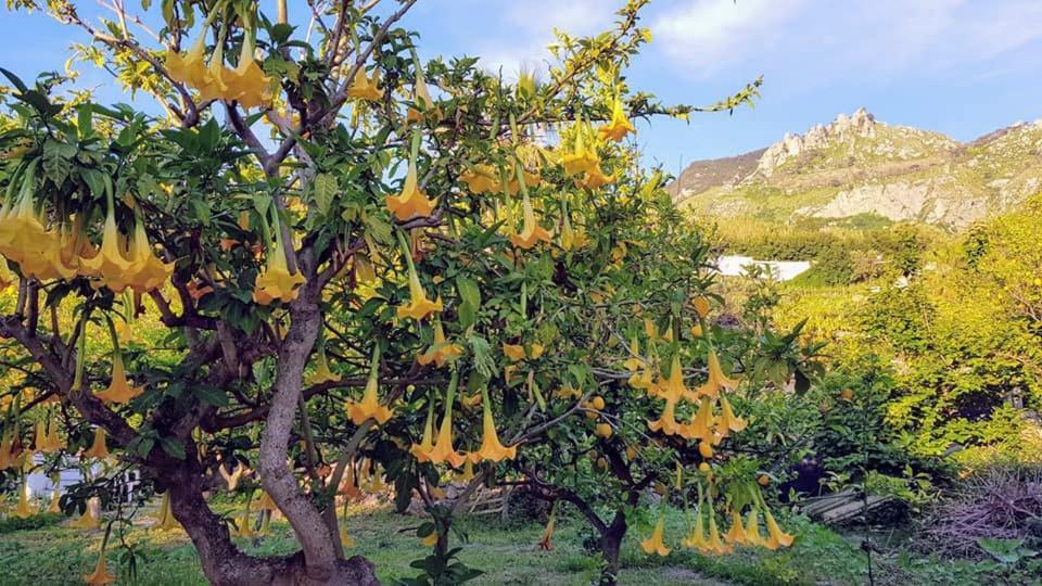 Residence Limoneto Ischia Forio di Ischia Dış mekan fotoğraf